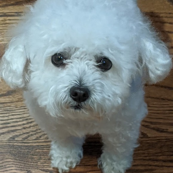 sadiethewonderd